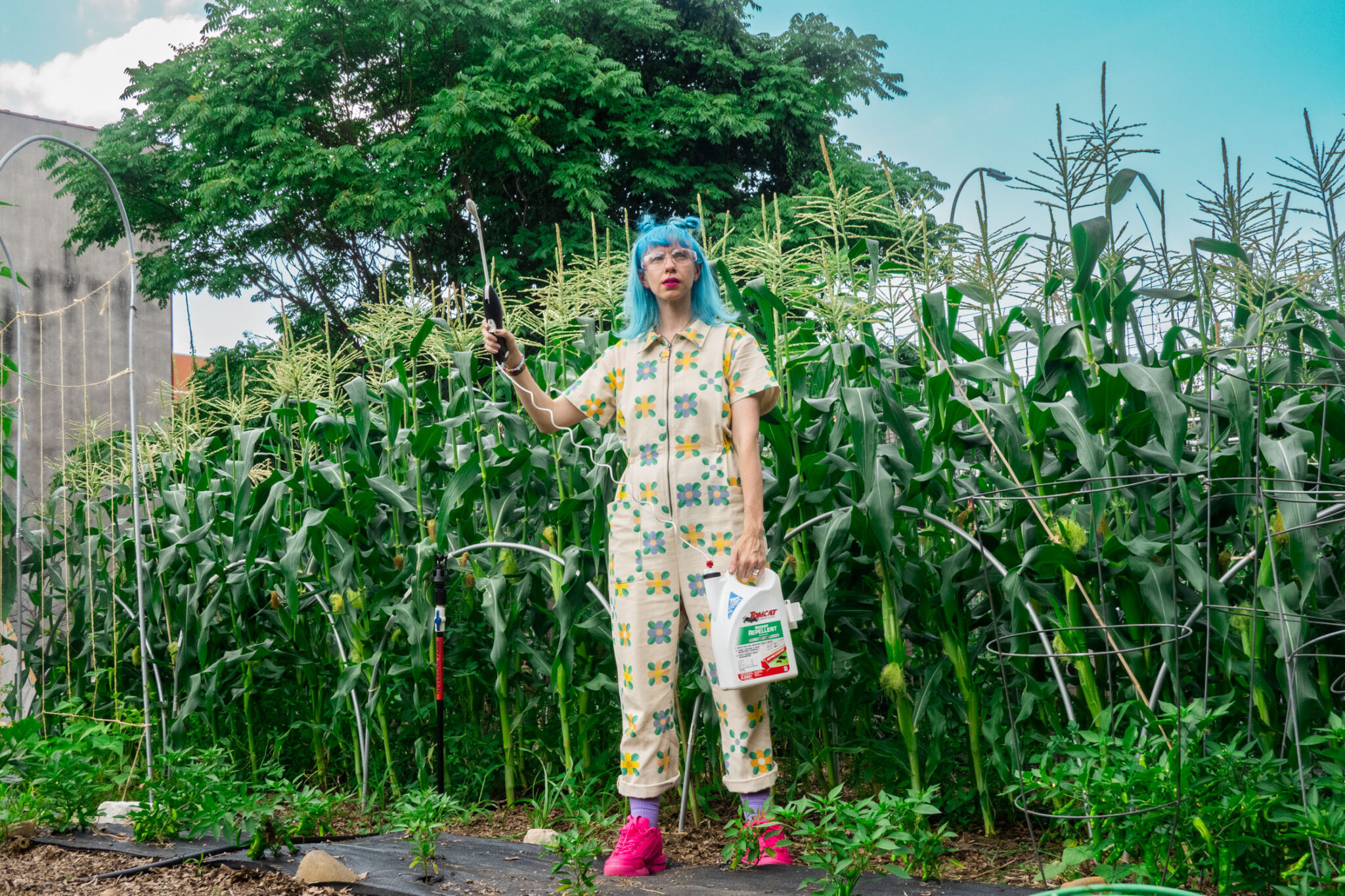 How to Protect Corn From Rats Brooklyn Farm Girl