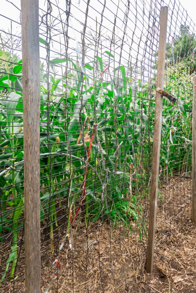 fencing surrounding corn to keep rats out.