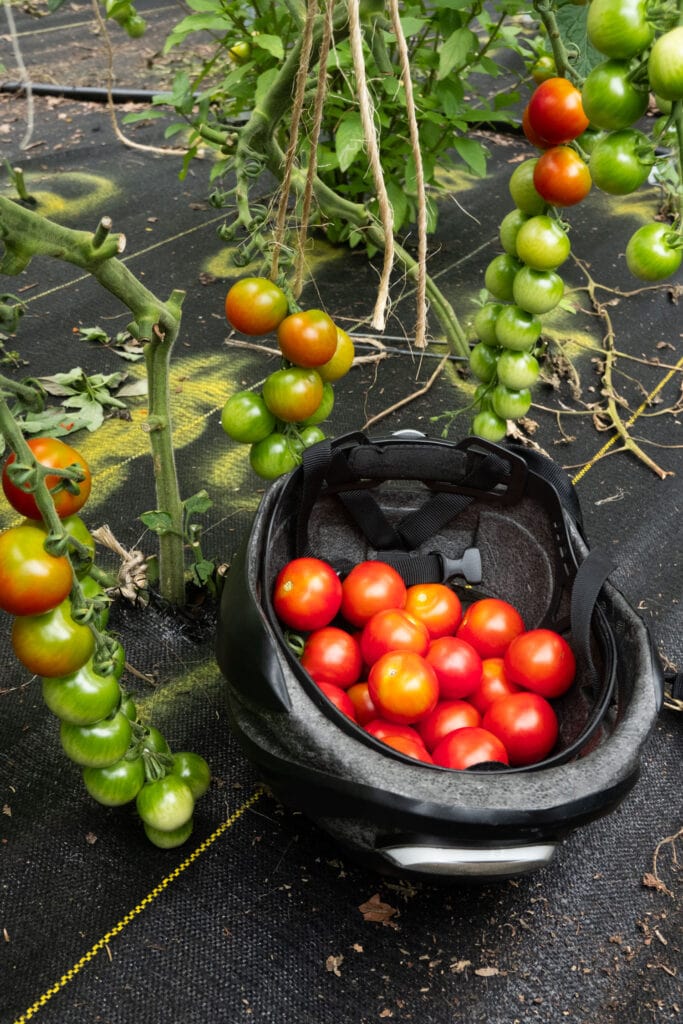 tomatoes in bike helmet, being used as a basket, next to plants.