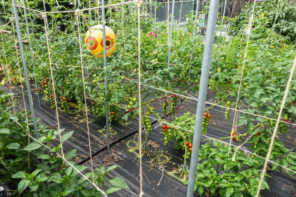 balloon up in garden with eyes on it protecting cherry tomatoes hanging.