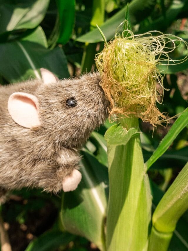 How To Protect Corn From Rats Brooklyn Farm Girl