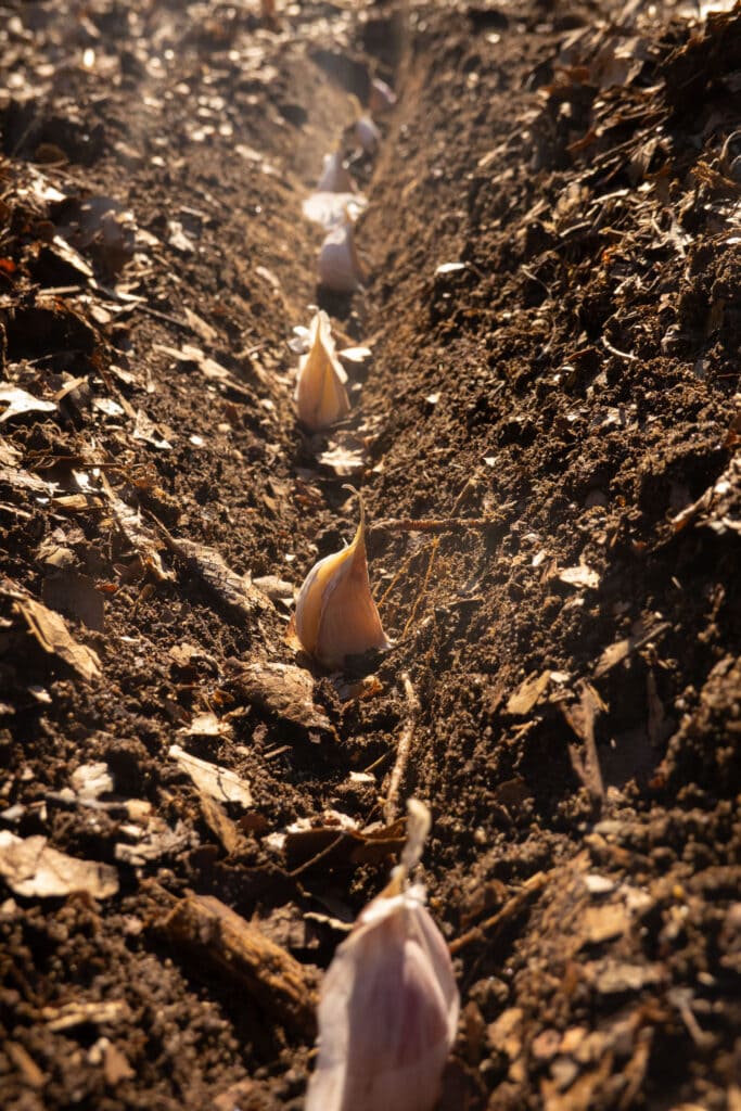 garlic cloves lined up in roll in soil in the garden.
