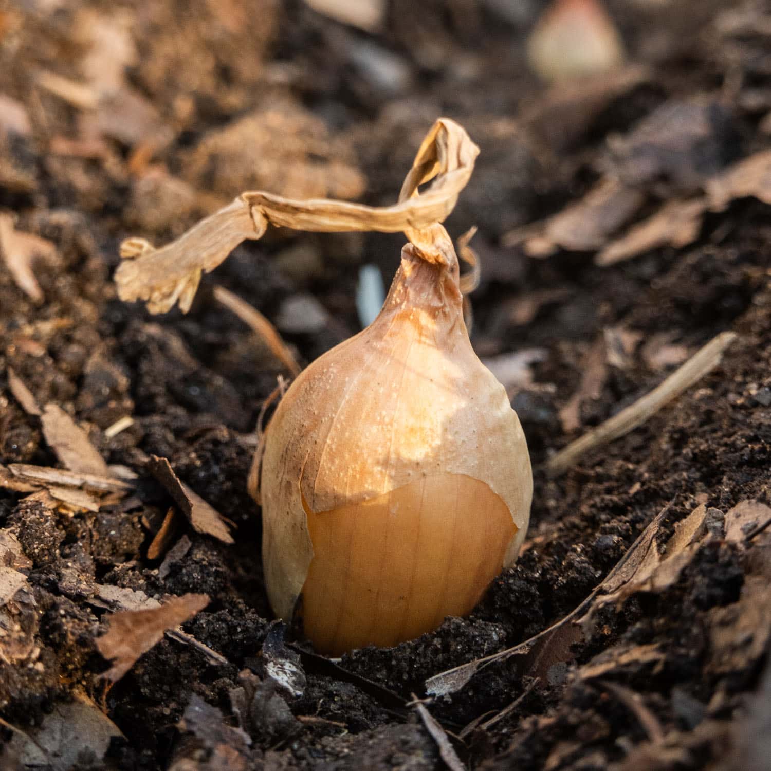 How to Plant Onion Sets (to grow BIG onions!)