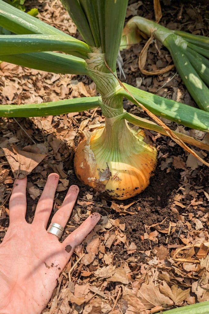 hand showing how big an onion is in the garden.