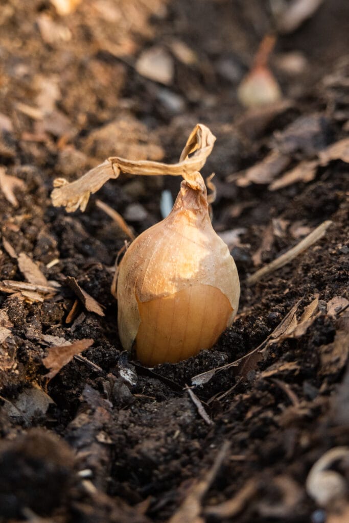 onion set being planted in soil. 