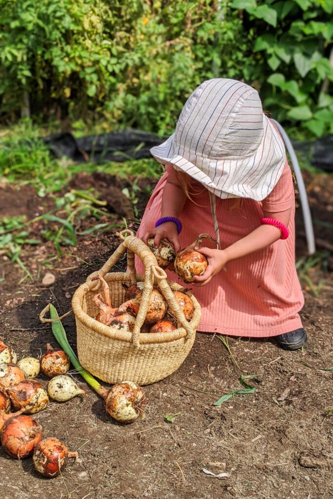 little girl harvesting onions.