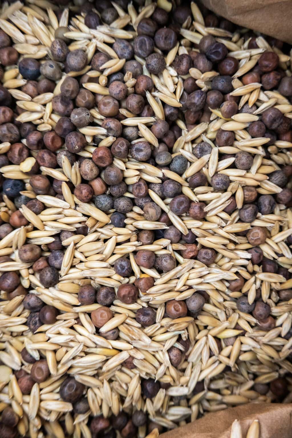 why-you-should-plant-cover-crops-best-winter-garden-tip-brooklyn