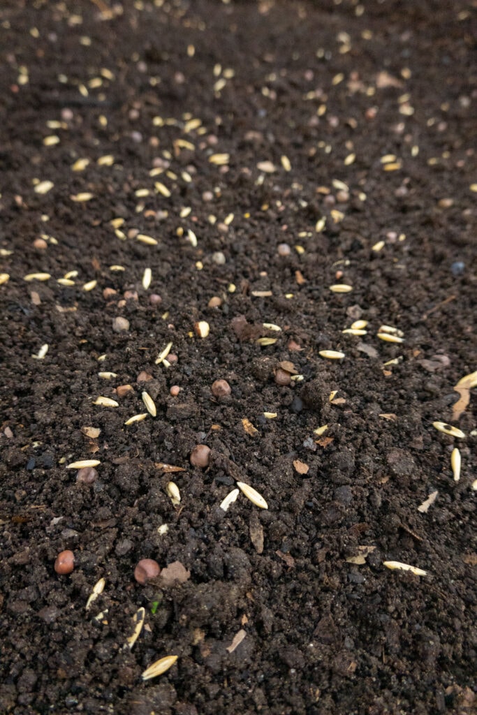 cover crop seeds in soil. 
