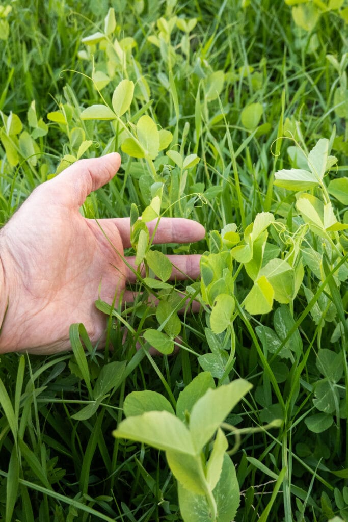 hand holding up cover crops of peas in the garden.