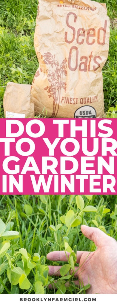 Boost your garden game with the ultimate winter tip: plant cover crops! It's like giving your soil a cozy winter blanket, ensuring a bountiful harvest come spring and summer, all with minimal effort. These crops act as a natural defense against soil erosion, pesky weeds, and even enhance soil health. Think of it as a protective shield for your garden, keeping nutrients intact and setting the stage for a thriving garden season ahead. Don't miss out on the simplest yet most impactful winter garden hack!