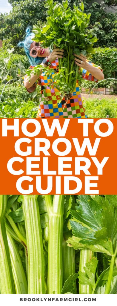 We grow giant celery in our NYC garden during the Summer.  Here's all the details you need to know about how to grow seeds, watering and maintaining, harvesting and storing celery!