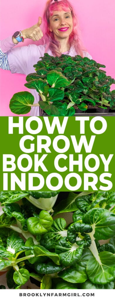 Growing bok choy indoors with grow lights is super easy. Get some bok choy seeds and potting mix, plant them in seed trays and put them under a grow light. In about a month you can pick fresh bok choy to eat!