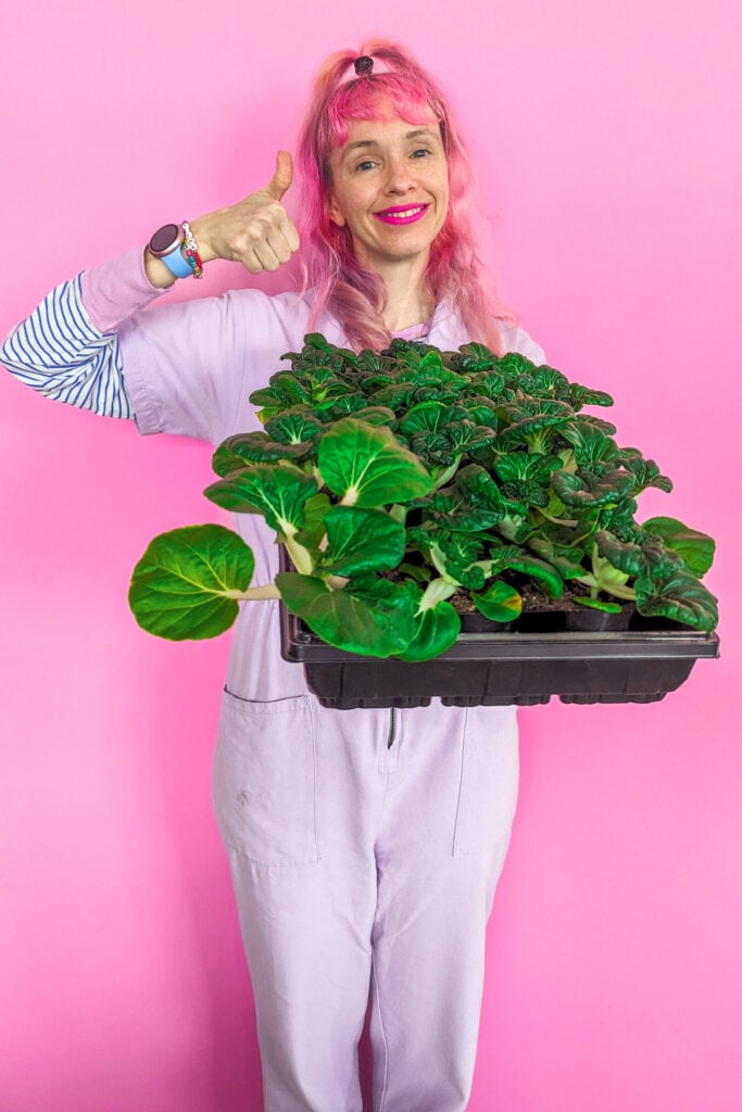pamela holding a tray of bok choy plants.