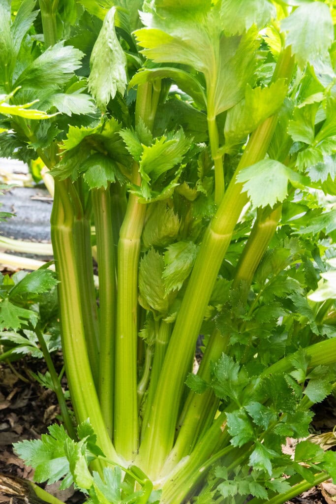 closeup of celery stalks.