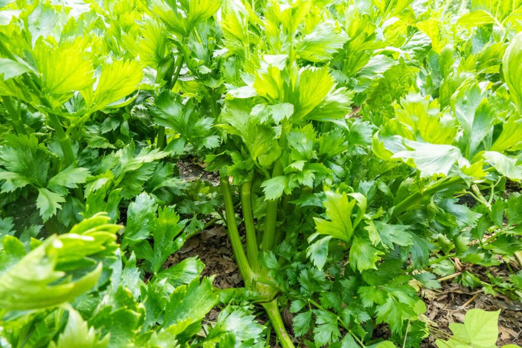 celery growing in garden bed.
