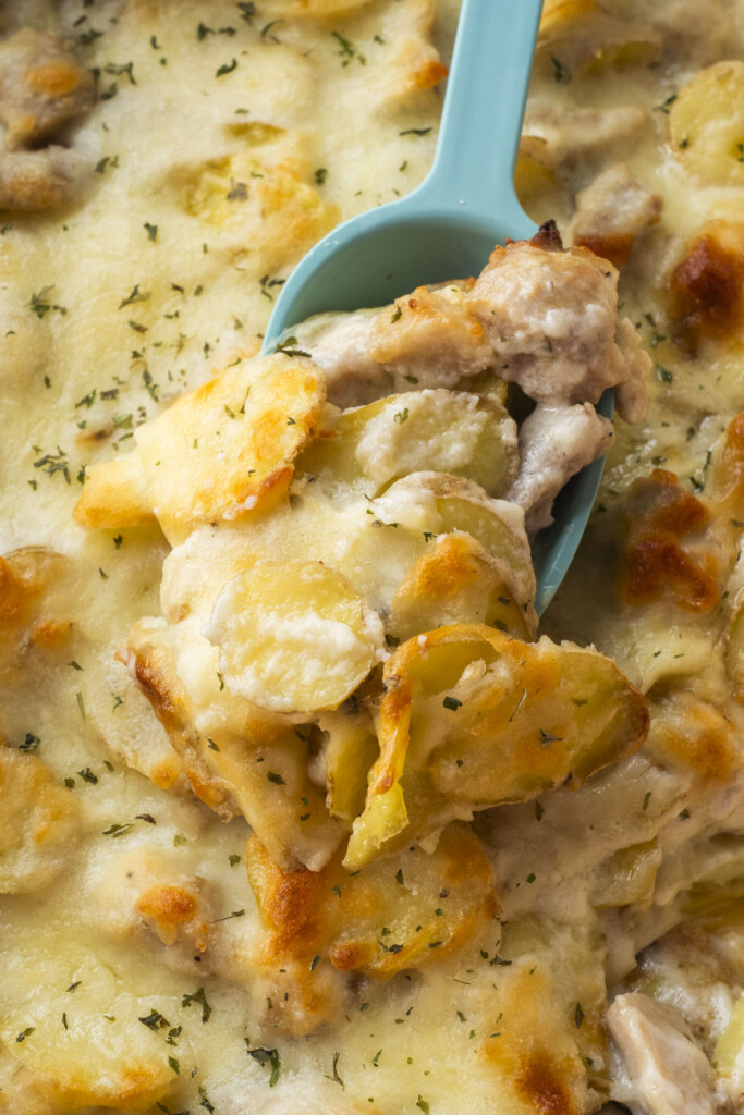 A blue serving spoon lifting a cheesy, creamy scoop of Chicken Alfredo Casserole with potatoes.